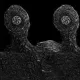 Coin image for 6NZEfCnTXQUQgwtAiY2UCsyGQdgw8JRBireqkHRSpump