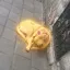 Coin image for 6QauieP8n1kfGV9YhRt1F8ZAk6yQTKpyvsFDYYvhBJG3