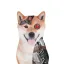 Coin image for 6RZJETaeB55HQ8s3QFFTmKfFknQiAadjVTTaddr4SEDw
