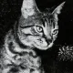 Coin image for 6RqEn57UZBswvX8tsp6DQDtfgpn9EdvBS16TEQQapump