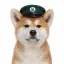 Coin image for 6VxgfC8qpCCBVK9T6To6fQkjSEANwzgZKc4gUrCEpump