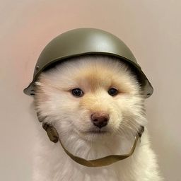 Coin image for 6ZRitvXMjasgYLo2WqAwFS3o3mFC1gLetfdbpGNipump