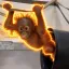 Coin image for 6juWSTRbAFxCiFS2DBZDpwdyshVmJLhfzcsYXjpGpump
