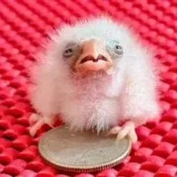 Coin image for 6pLE5FDnzeUBXxSLGqHHhjDmpNuRq5FaA8CVvHMRpump
