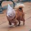 Coin image for 6uMwAzWX8YWvk7W78ohzZNSX8ofBLudhDiyxnU31dXJd