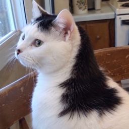 Coin image for 7BjHJqv99eg8Qn9K9eoqeiSJy6F1YYb86cTnGy6Mpump
