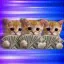 Coin image for 7DDsjbMtfcsfWshohCwZaeqx5TDdwSC3KSesJYN6qJmg