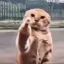 Coin image for 7DUDaFRwMJg89o3pTU8iT3NncNsPQbSFJT3PUGZ3pump