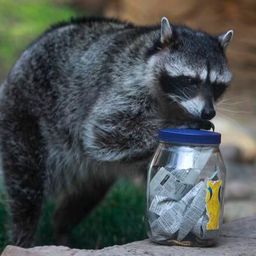 Coin image for 7M7bGADtd3GNV3UXEhG4pF2tdgDxCqtkfYge8Km3pump