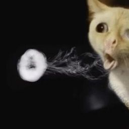 Coin image for 7cmYAuLMi8dXg5Vso8kR8xHePzVGJdvXSJaTFmZBpump