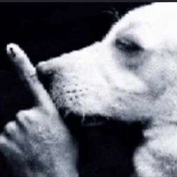 mogdog