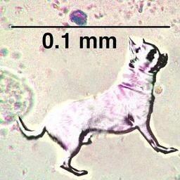 Coin image for 7qWo9JgYySRCeMbb79S8gi1SJdUsCbNvFpnWPpgqpump