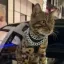 Coin image for 7qzF6sHFbpqwVsLDr9PaTP86ShjyN3YeEDKVGKBYpump
