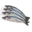 Coin image for 7s3kvQrgoSicatvczJQm9UVHNBUHG8dnQKmY16T5zZfY