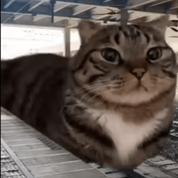 Coin image for 82fpTMeYcyo7TjsfuQQxvj2QgRsgraHybdLN2X5xpump