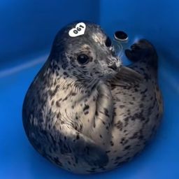 Coin image for 8AoWUUc7Kxc7mRfSCTbN4LtsbJ5gysWXbY3UVhoEpump