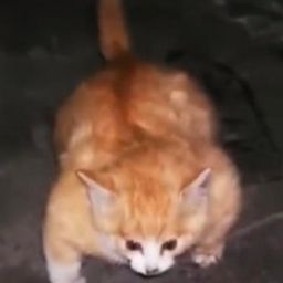 Coin image for 8AybLiPEfMYQVNJDDhgoKXdKdZuWD5Bd8moJ5qMxpump