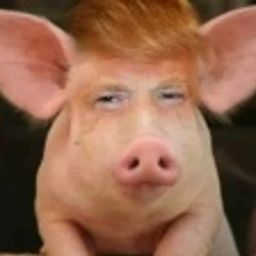 Coin image for 8Gusgm2RR1YVwxACR2qTVEvGBpuySWdgkreqP4C6pump