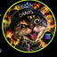 Coin image for 8M5JiN5sVmAqLrDioxvwry8Cb7ZDcBGgSSsF7gdhpump