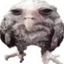 Coin image for 8QH7n12nPDpye7pfcdxAcSwCicA3v3y9HxSvSrRqpump