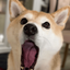 Coin image for 8QQjGeUgthGijfSo8trXbuN51TYJf1KMKyJuswdKpump