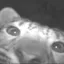 Coin image for 8XhAnk5gHwsqGPvTJQzTzbmqBtJ1zZC5U984fyhmpump