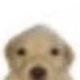 Coin image for 8cSuRrHRVuC1rmwhhGqaacrjFAwb8GskAfWhSvJJpump
