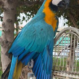Coin image for 8dGxP8m9YeJLcTCSJs3VkiybXzUXnFLFKqPLsKADpump