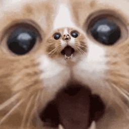 Coin image for 8gfWUzuTTCKAHTsUNoLM9oPsPEkkXXPz4E2RDAY2pump