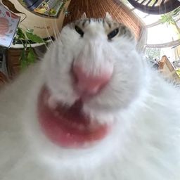 Coin image for 8mcjBmVrBWFXfyh5sCZRtZ7vMbPYbcatewYYemVBpump