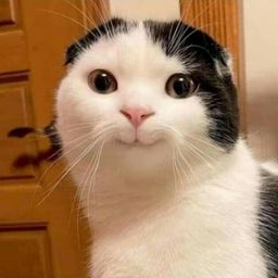 Coin image for 8nmwHTwzmtqwnTqTdviDGSdqjDFBDHjszq5xVRo7pump