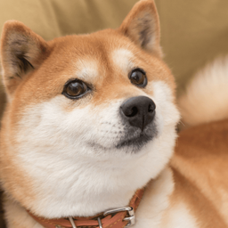 good boy 