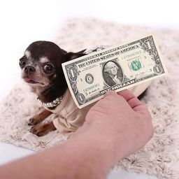 Coin image for 8pzQpew2XMuYUU7eZRXXFzeSWidXnDqT5WKfEmJNpump