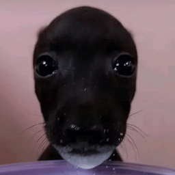 Coin image for 8sfuecxCTibM4EqQc2QvGJAToadYEeLZQCkYZCXPpump