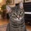 Coin image for 8yAkMGZDKQeBEG9gzX4Mi29uncPd6BCC1m2aCqY1cats