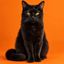 Coin image for 94npHuXhjFYj2fTdiip6quMQrBhJzudUSCGR3puepump