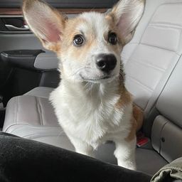 Coin image for 94vWcPcuvtkGWoSQ7CURwPsJCjZPyPuqDKHGmGkjpump