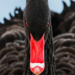 Coin image for 9FgjZfN4F6HvD4YinHSLd4sX8eGmBJhqBALCGm2ipump