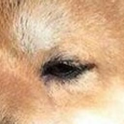 Coin image for 9NnDSe1bDTiP8z9RBVcRpmtDgACT4eCHRrDhbbCypump