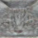 Coin image for 9Nz7YpZ9E24UZYgffsnExnA9mmew8jXUFj2FvTJmmsck