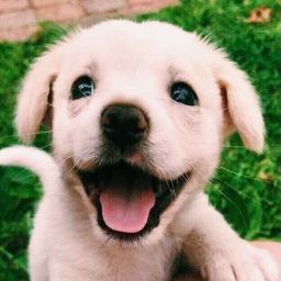 Coin image for 9VCsxcSY1URopGa7GVu4opowfcmagW25ihtCvdVdpump