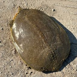 Coin image for 9dPt6vRXToHXcMnMLZjhv6JS36RssvvnVMWafxg1pump