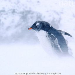 Coin image for 9dYaEBcSNG8Nvb8FyREJ5Zyy4BQ6k4AwMCnbBroipump