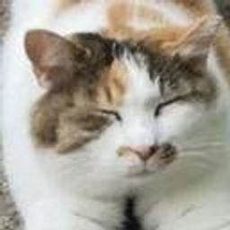 Coin image for 9hLWavYpGcxQDNFg5CXk3TDsU8KmPemf6riPxJjepump