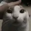 Coin image for A2cczwRh3acN4jZqYXzpBRf8NswsQRkLZP7khBH3wxGr