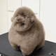Coin image for AHKwFs6DksRDZNbAyNgRNfKnkjcdoGEZCUu5JqmapzZg