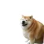Coin image for AJPttEbXd9diZRucX5nkqFEVRT1xWsKpiFQWhLCJYQ8Y