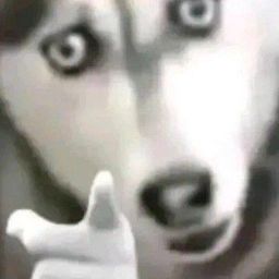 Coin image for AJyUufGfyHFhPefJLTpszSaajKp2cNTDQV1YDmzCpump
