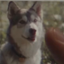 Coin image for ALEosrrVGdR5qsRj5N5qpUpSQVMD8FNDfi1fU6Gapump