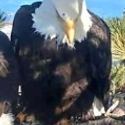 Coin image for ALP9exGPYSwVKmzfMuMogjiRM58oTyhb9eGGNUVspump